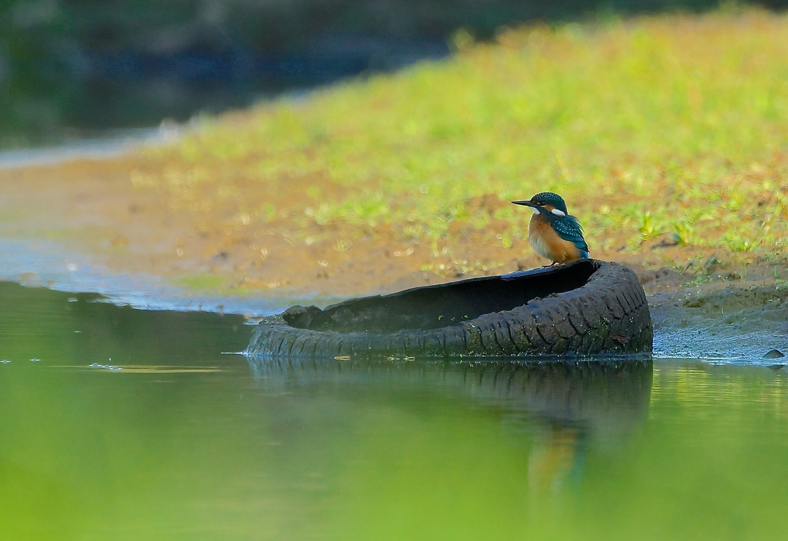 Eisvogel 