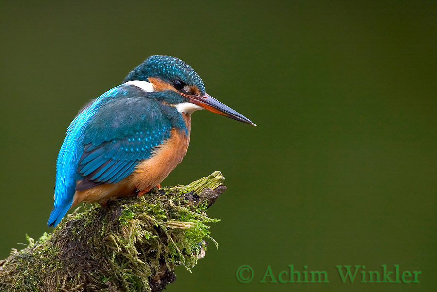 Eisvogel