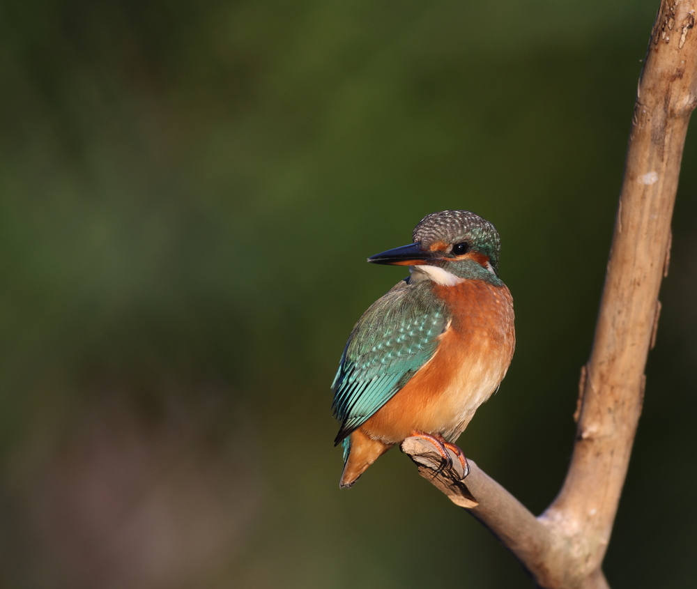 Eisvogel...