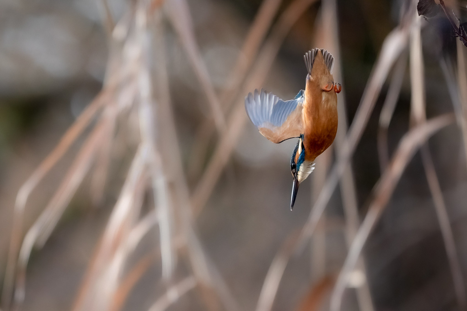 Eisvogel