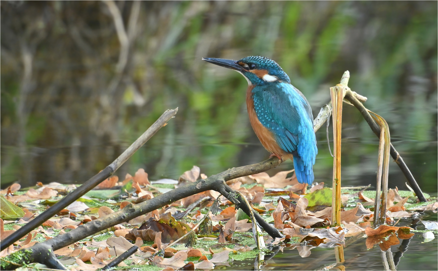 Eisvogel