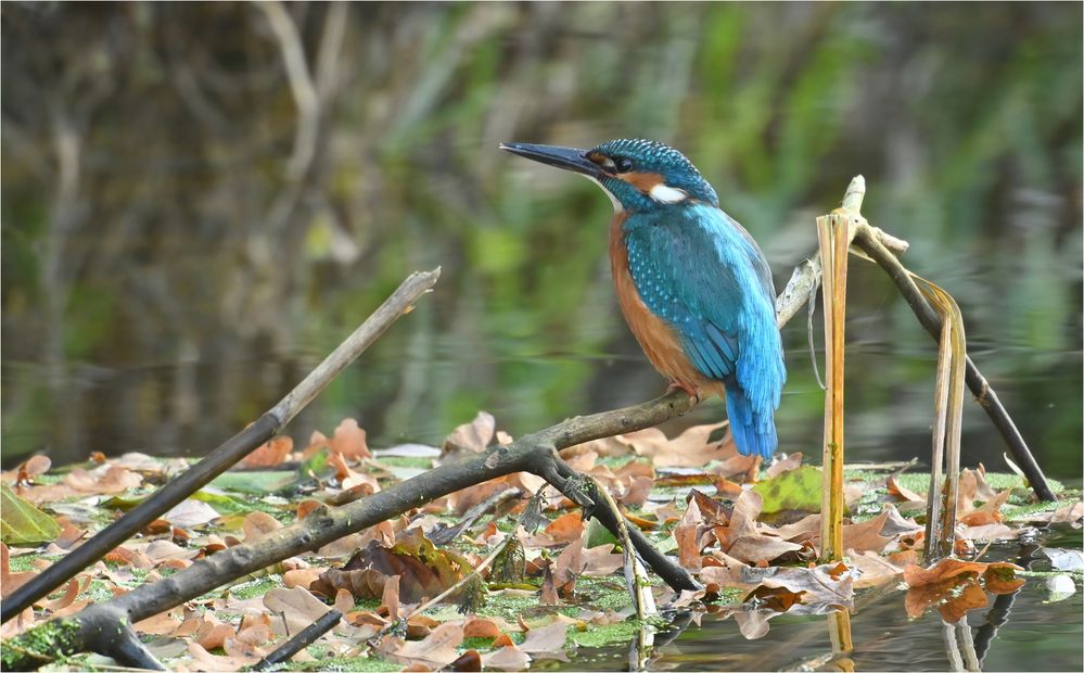 Eisvogel