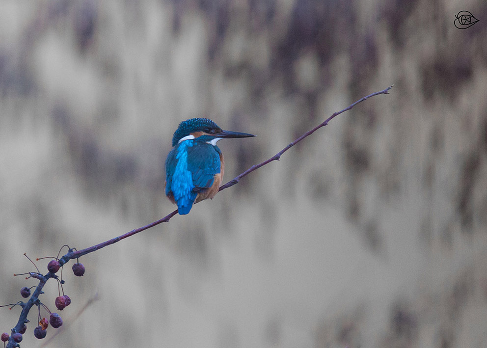 Eisvogel