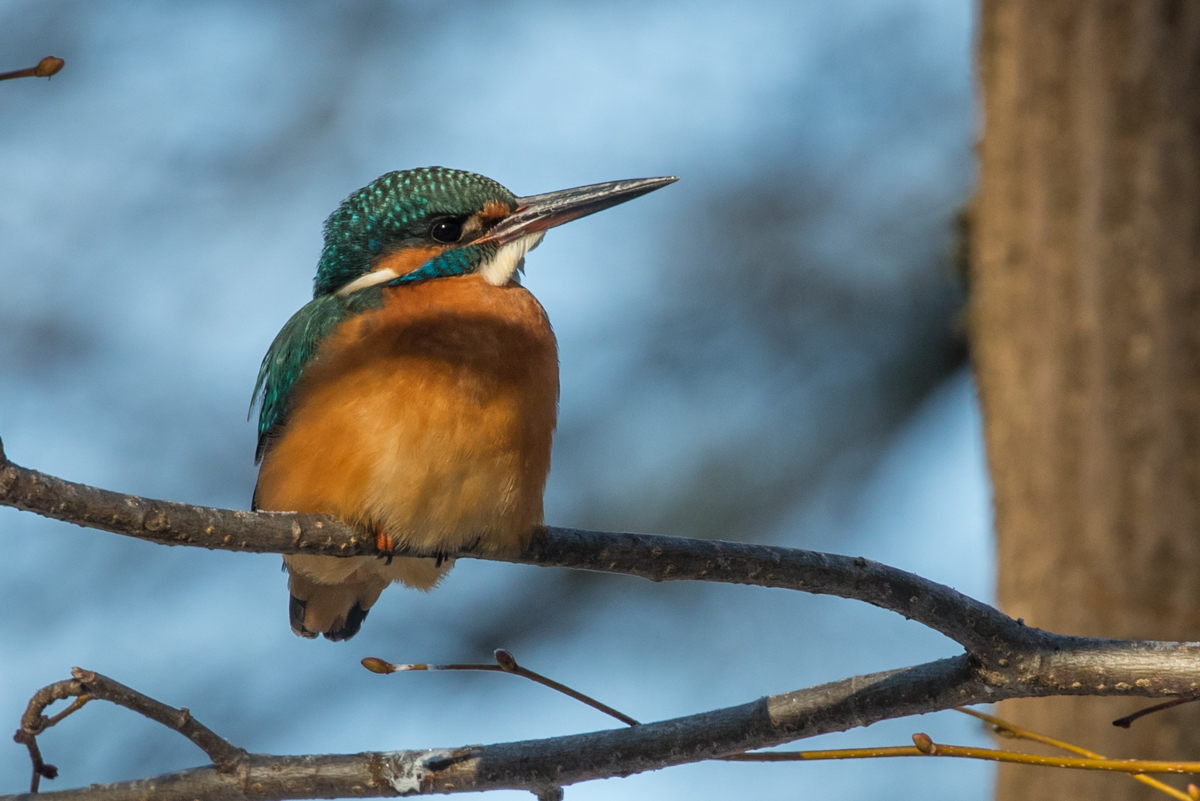 Eisvogel