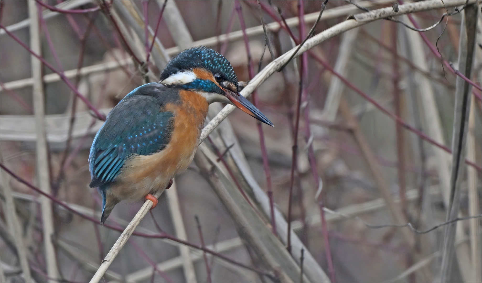 Eisvogel