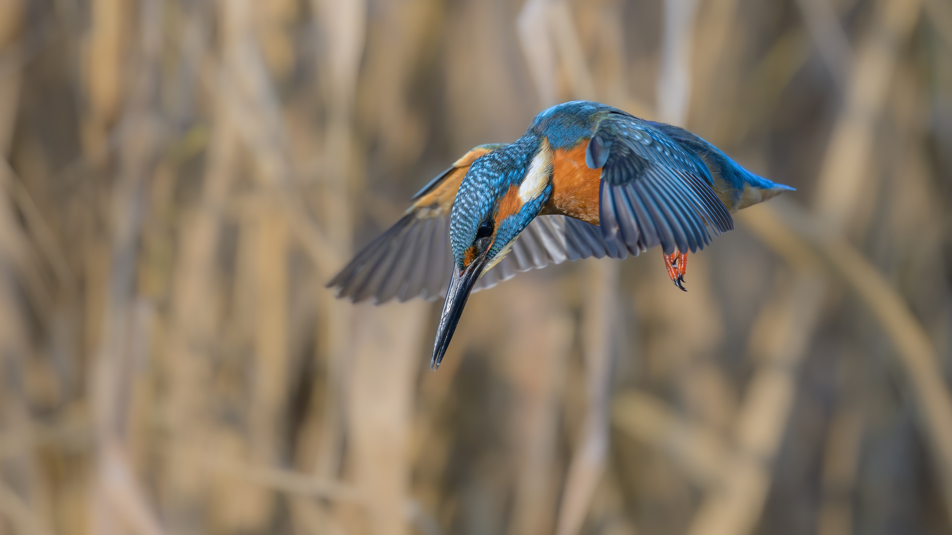 Eisvogel