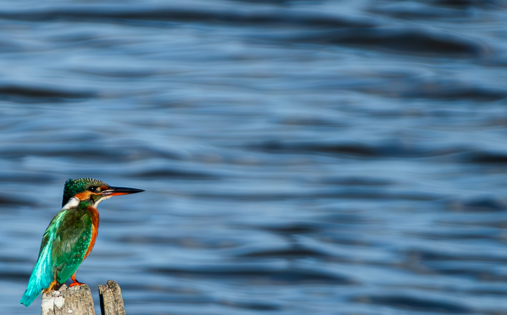 Eisvogel