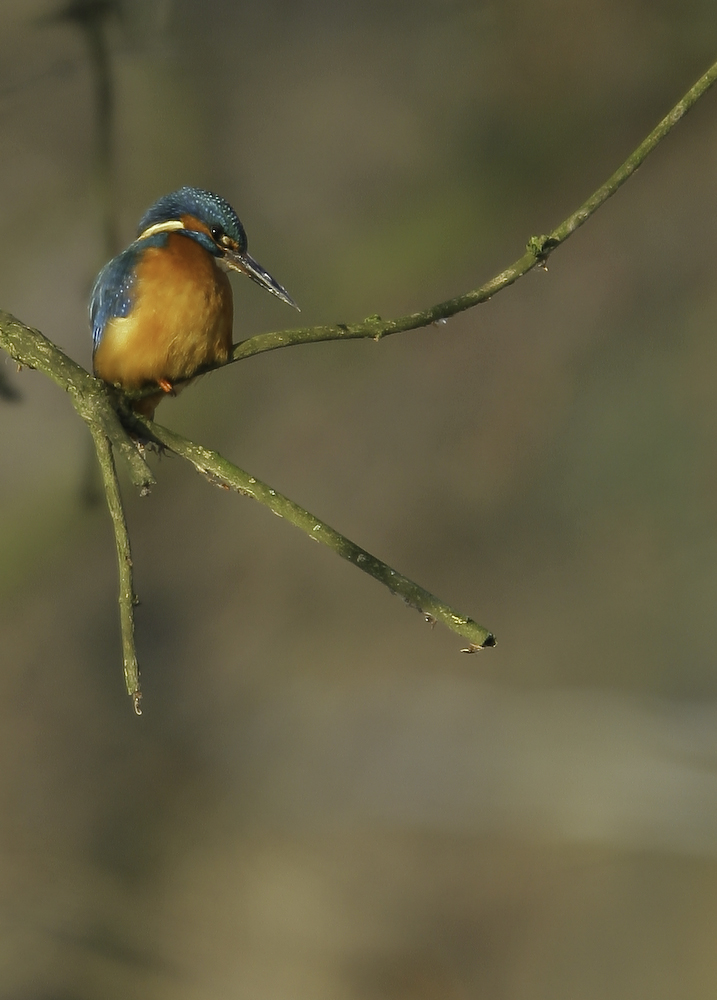 Eisvogel