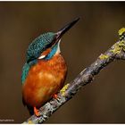 --- Eisvogel ein Blick nach oben kann Leben retten. ---