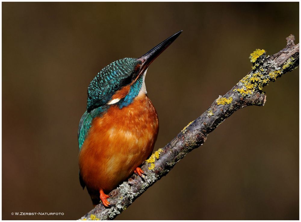 --- Eisvogel ein Blick nach oben kann Leben retten. ---