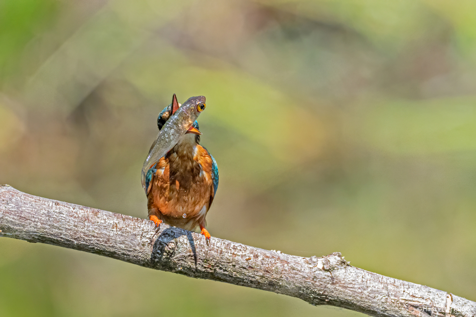 Eisvogel – Ein guter Fang