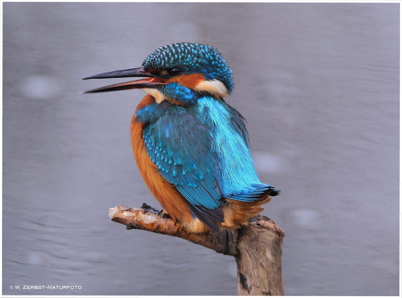 --- Eisvogel ein junges Männchen --- ( Alcedo atthis )