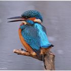 --- Eisvogel ein junges Männchen --- ( Alcedo atthis )