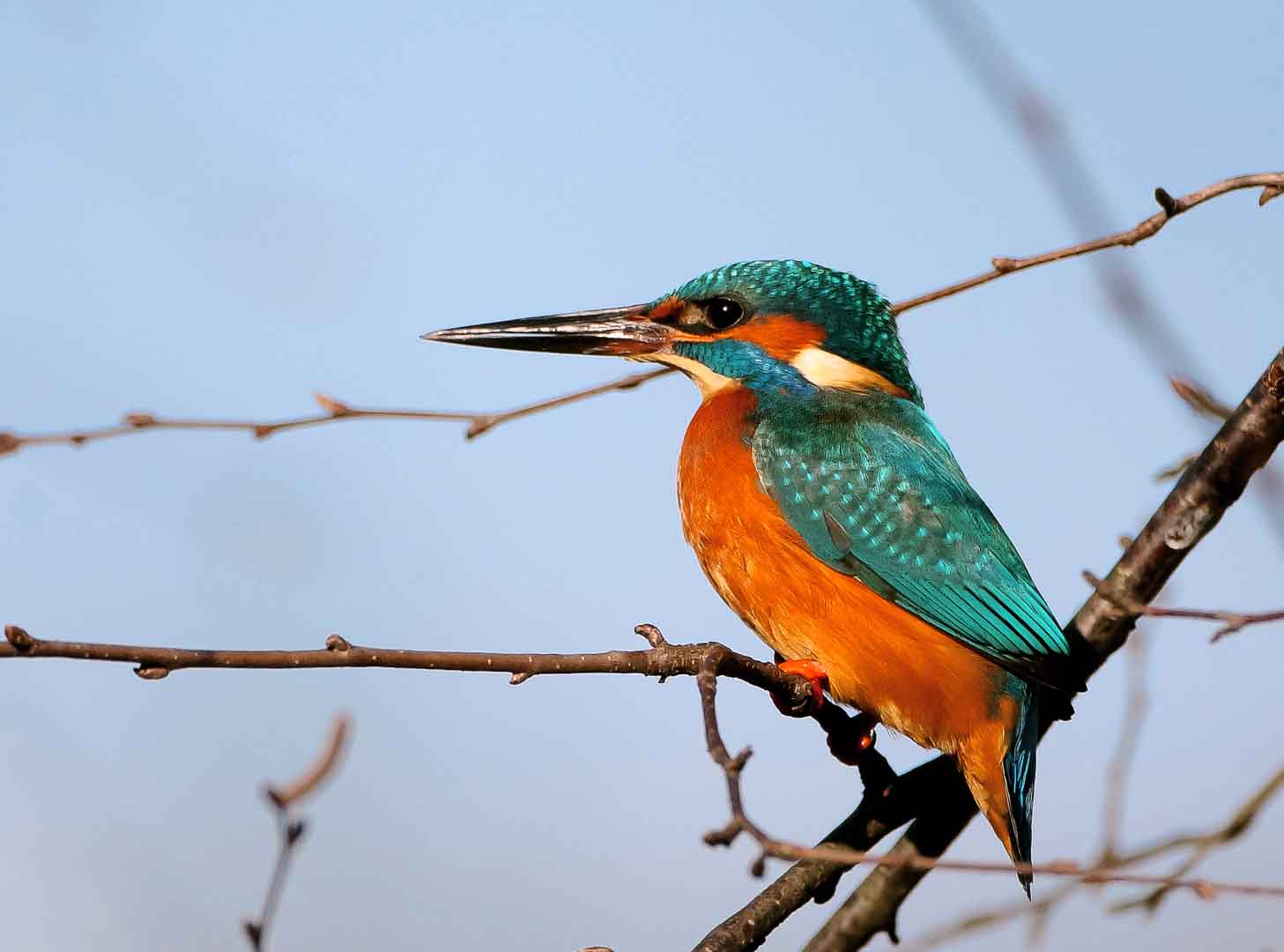 Eisvogel ein Juwel in der Natur