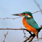 Eisvogel ein Juwel in der Natur