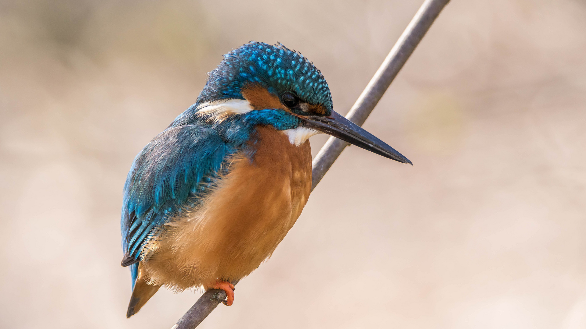 Eisvogel - ein Profi vor der Kamera