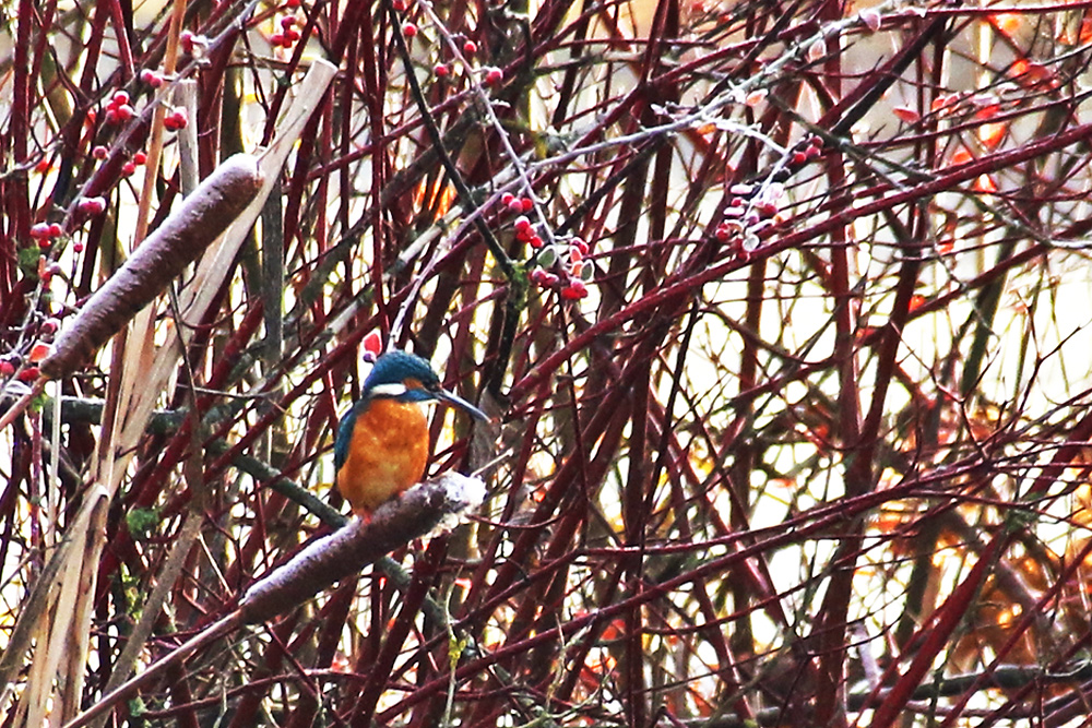 Eisvogel eiskalt erwischt....