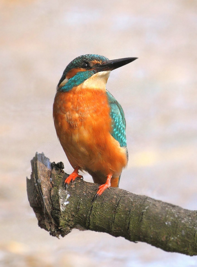 Eisvogel - endlich formatfüllend