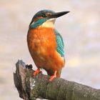 Eisvogel - endlich formatfüllend