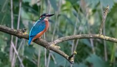 Eisvogel - endlich mal wieder einen gesichtet