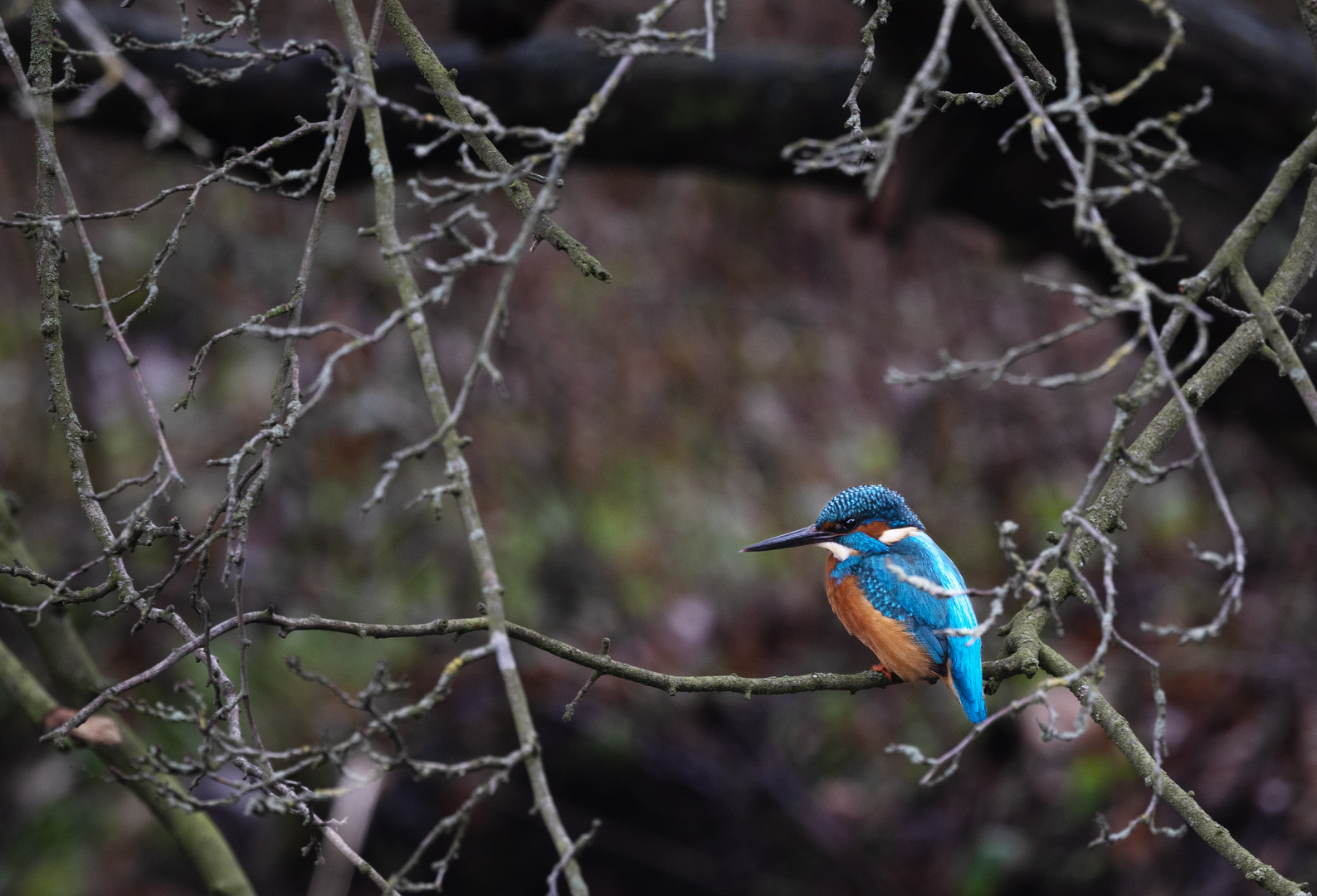 Eisvogel entdeckt…endlich...