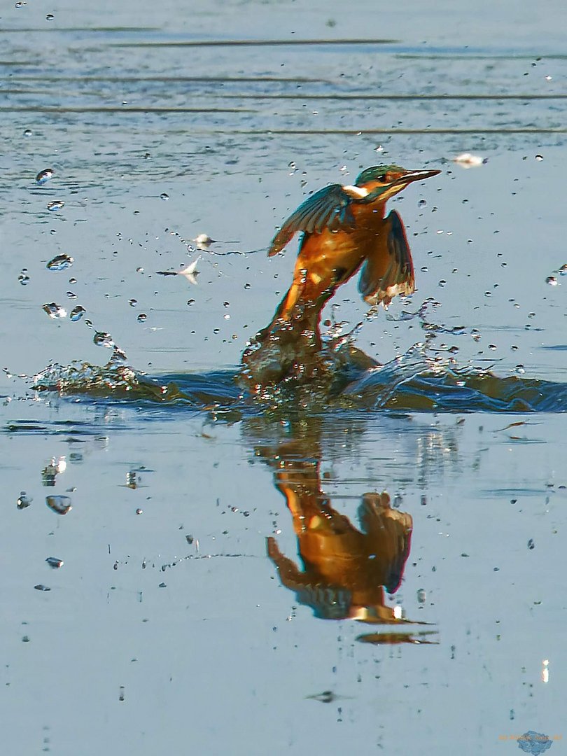 Eisvogel - er wollte nur baden