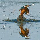 Eisvogel - er wollte nur baden