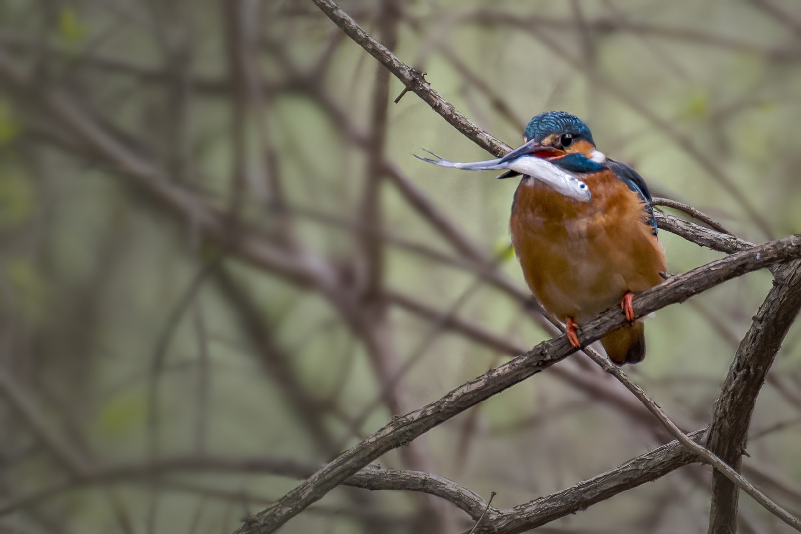  Eisvogel erfolgreich.