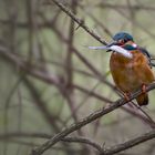  Eisvogel erfolgreich.