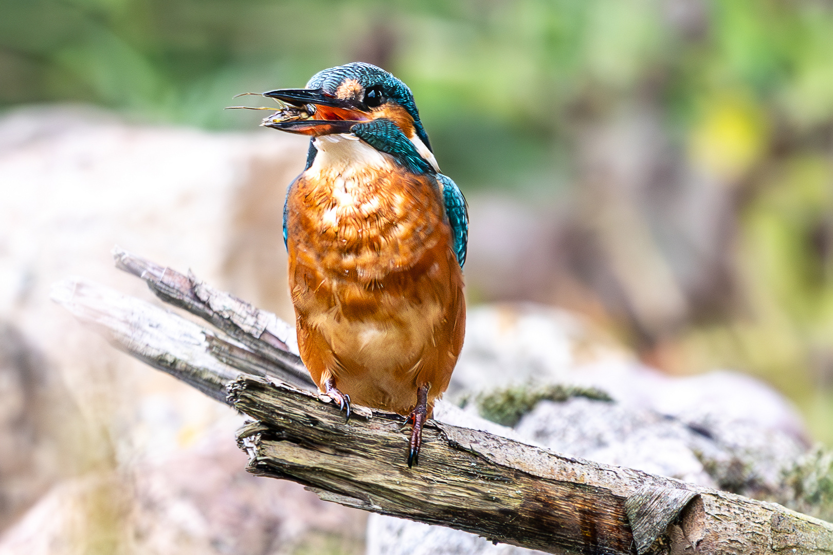 Eisvogel erfolgreich !