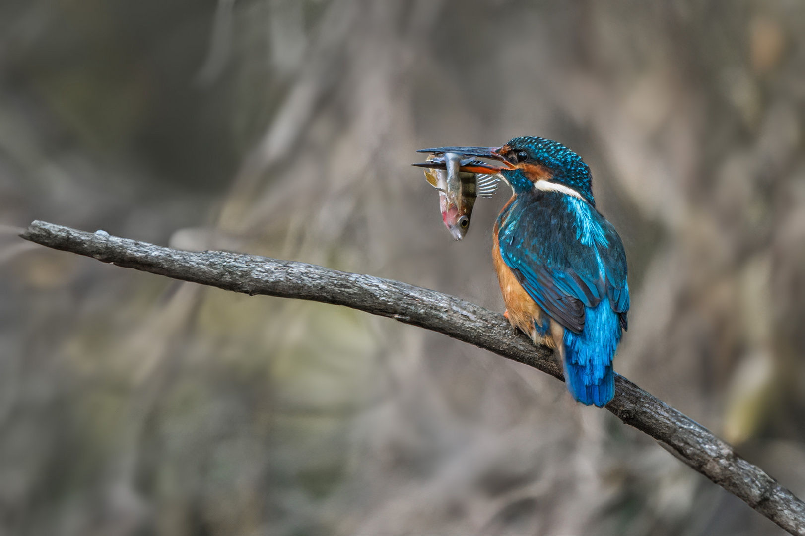 Eisvogel erfolgreich gejagt. 