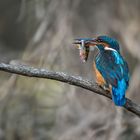 Eisvogel erfolgreich gejagt. 