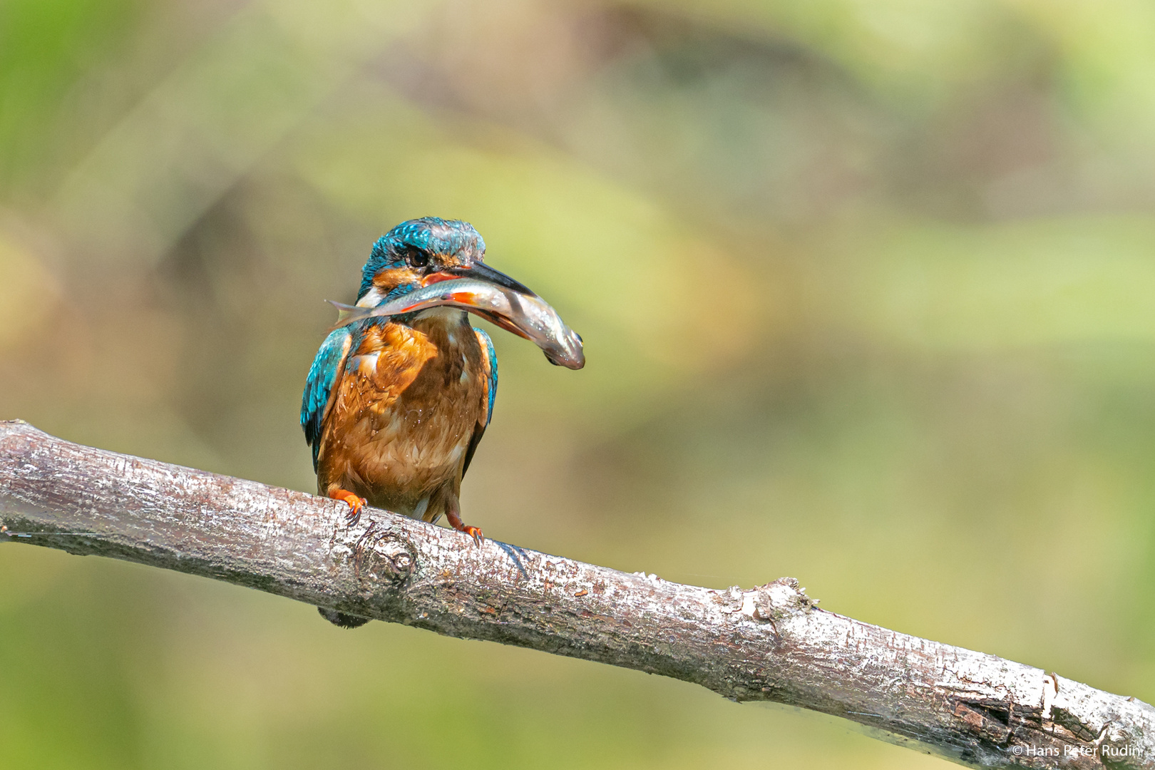 Eisvogel – Erfolgreicher Fischer