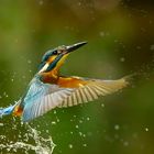 Eisvogel erhebt sich aus dem Wasser