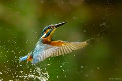 Eisvogel erhebt sich aus dem Wasser