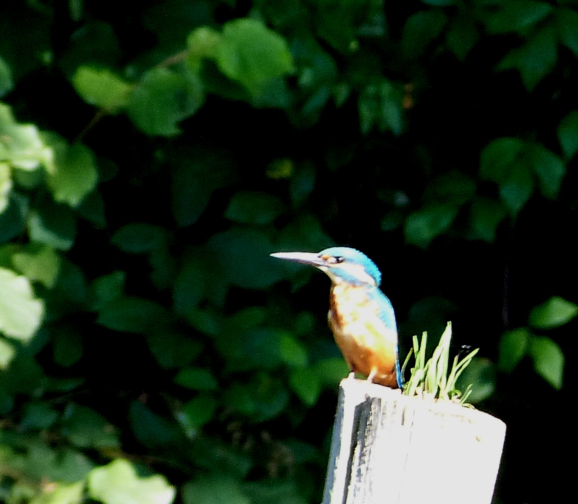 Eisvogel Erstablichtung