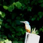 Eisvogel Erstablichtung