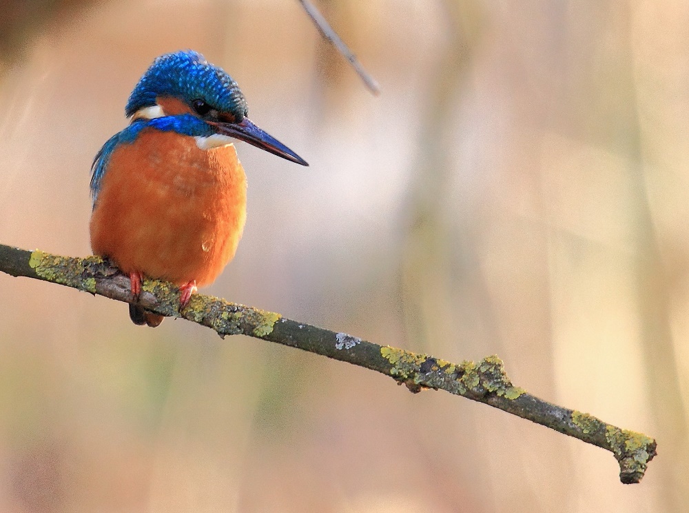 Eisvogel (erwachsenes Männchen)