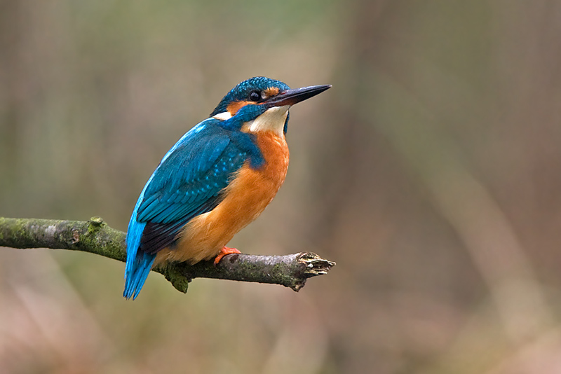 Eisvogel (European Kingfisher)