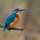 Eisvogel (European Kingfisher)