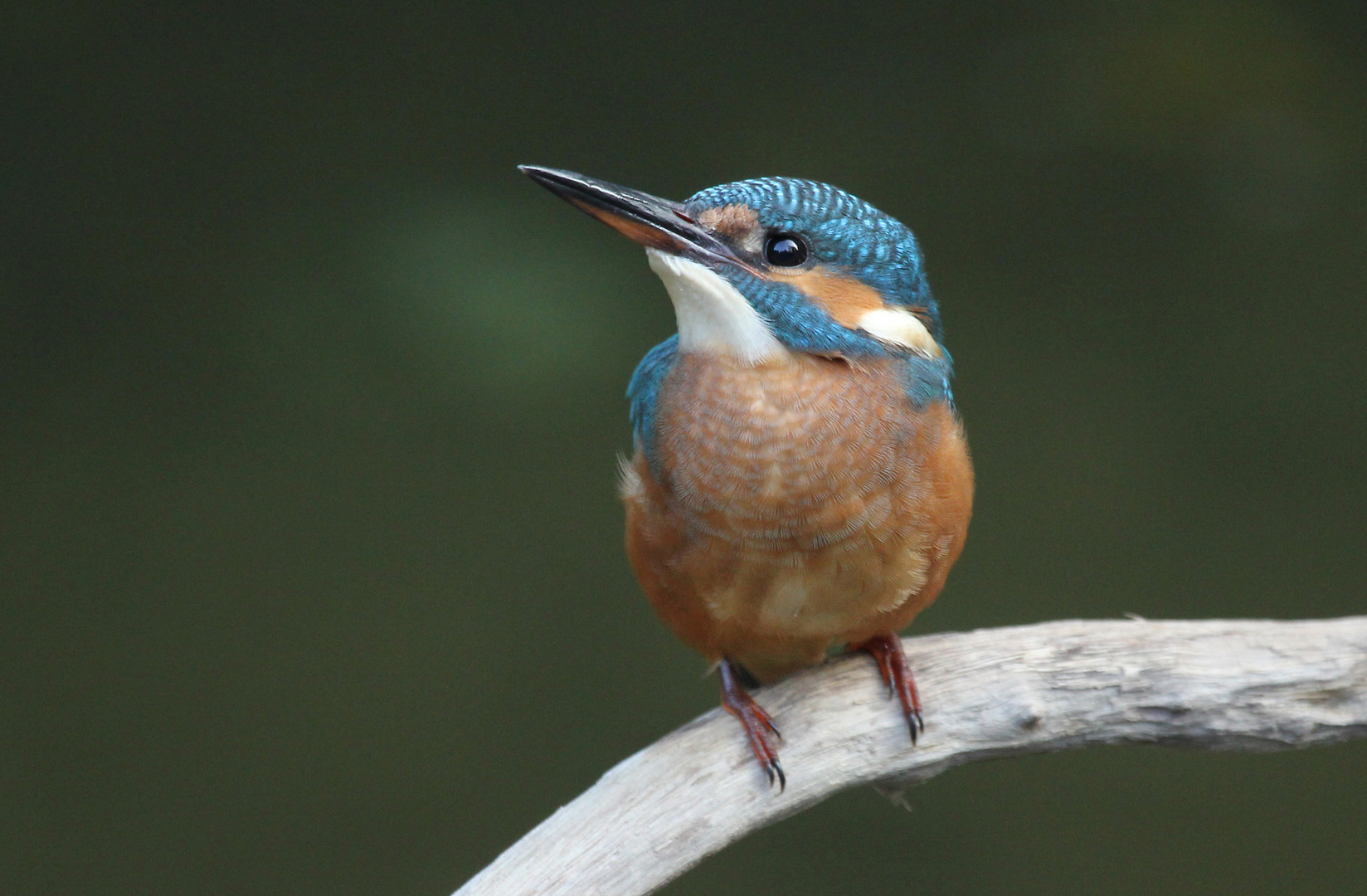 Eisvogel