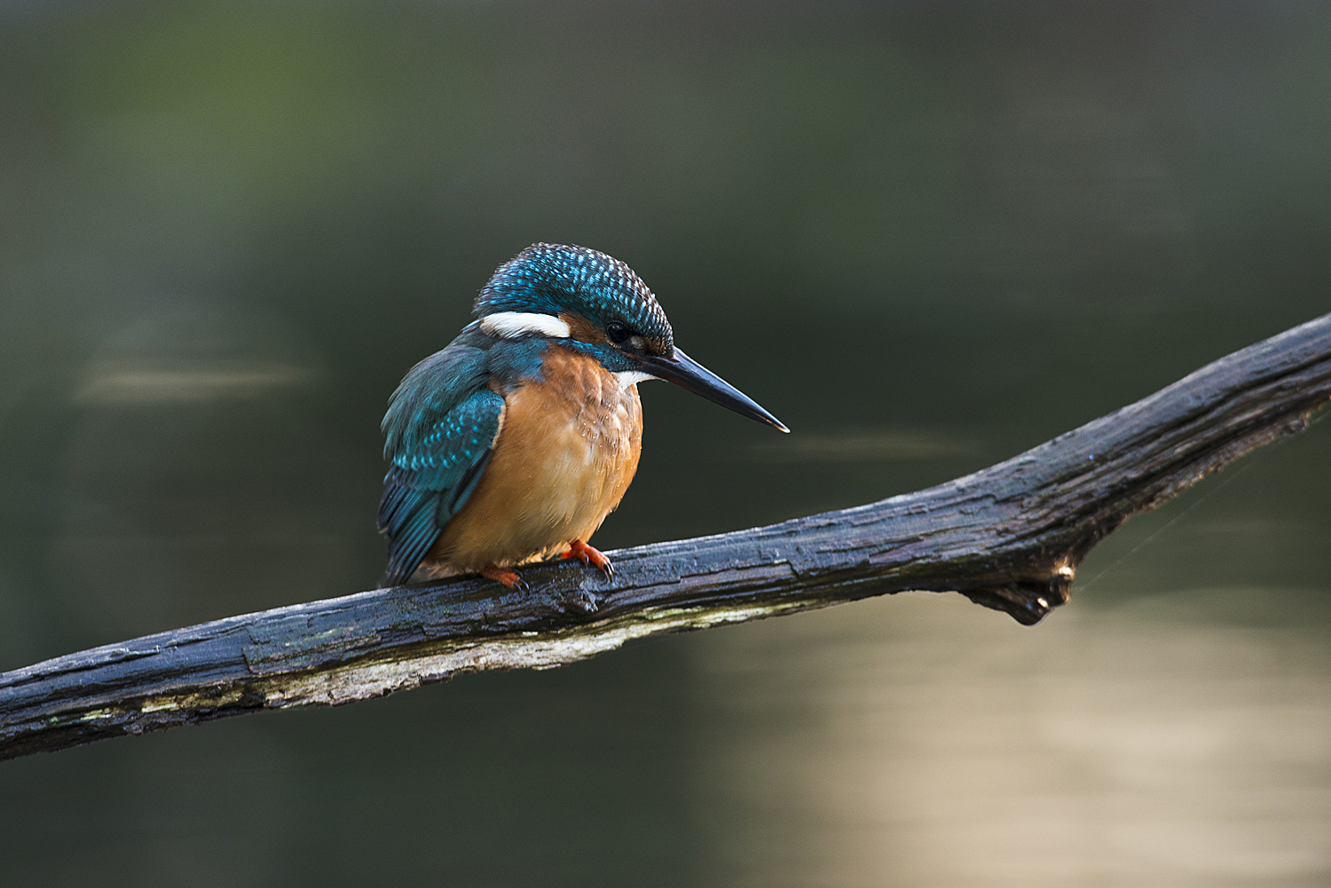 Eisvogel