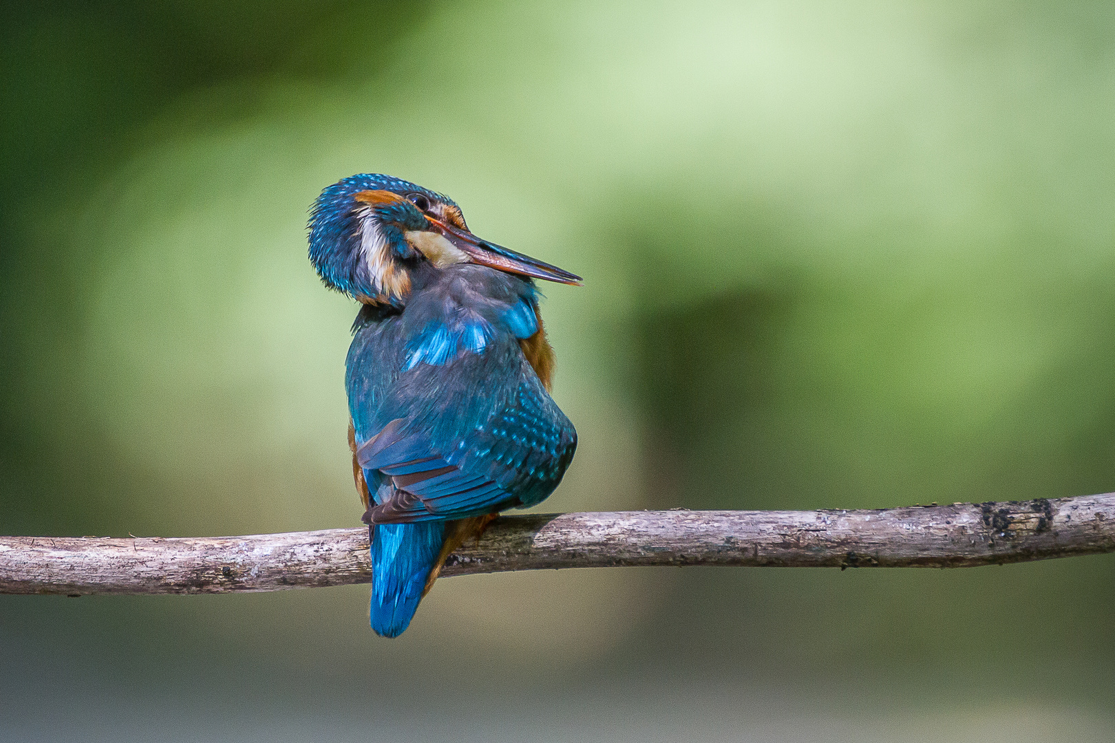 Eisvogel