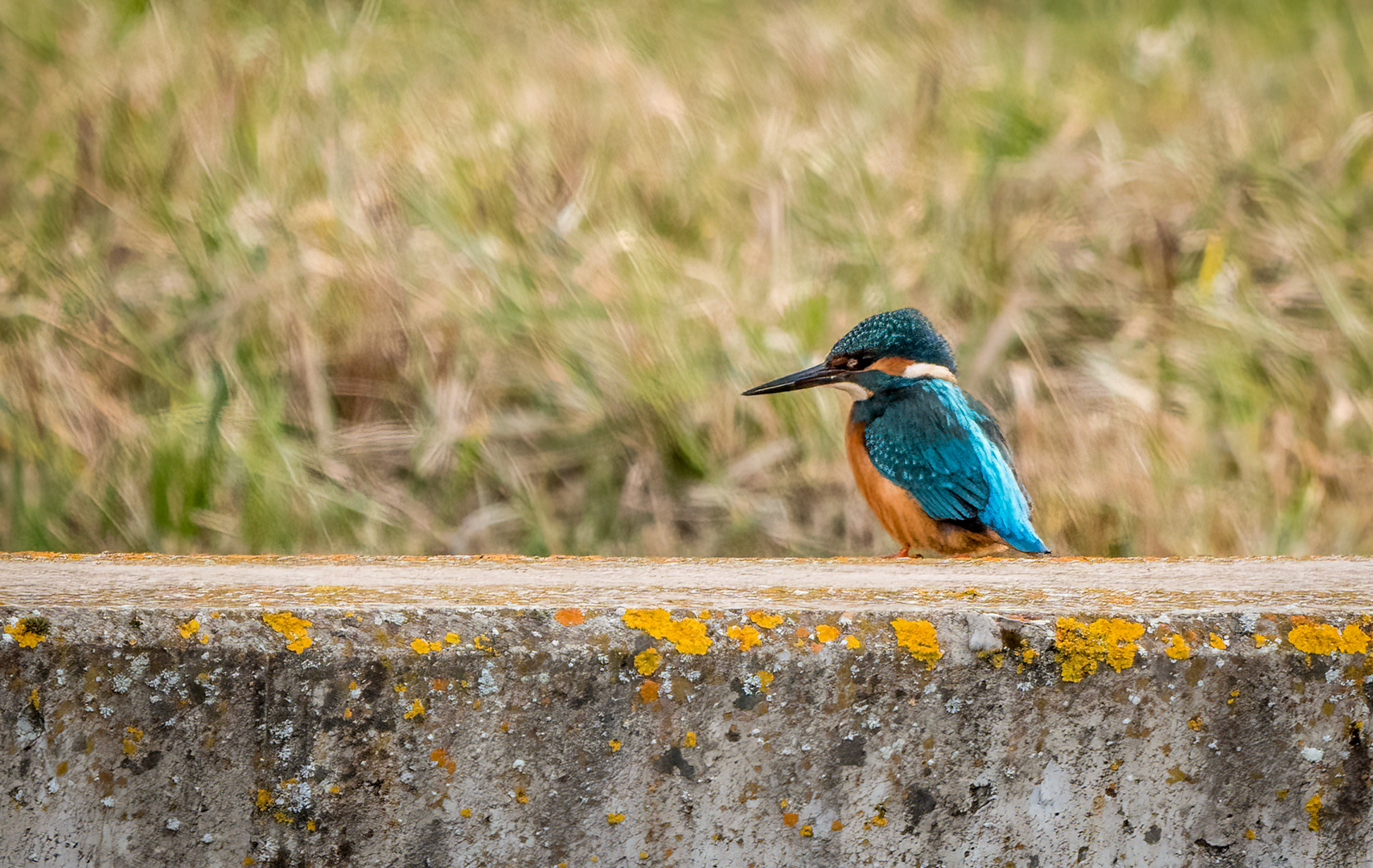 "EISVOGEL"