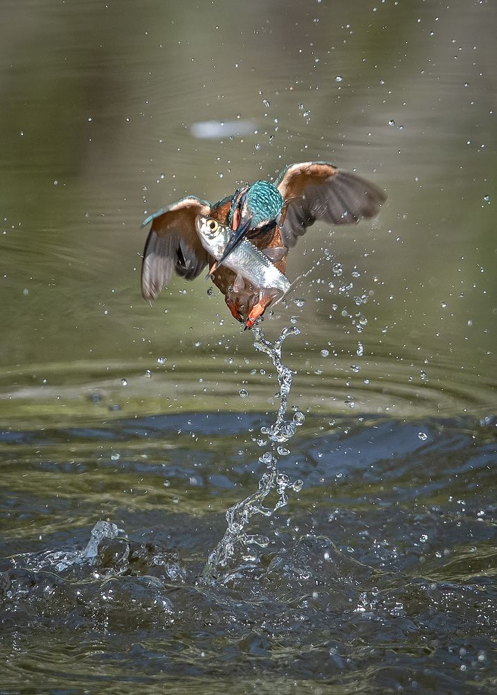 Eisvogel