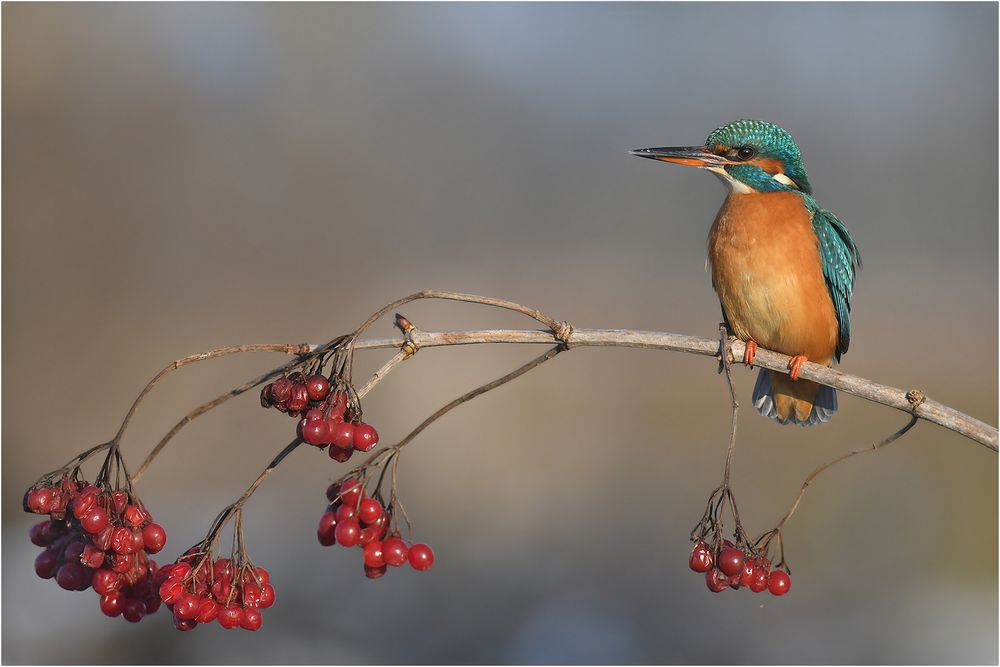 Eisvogel