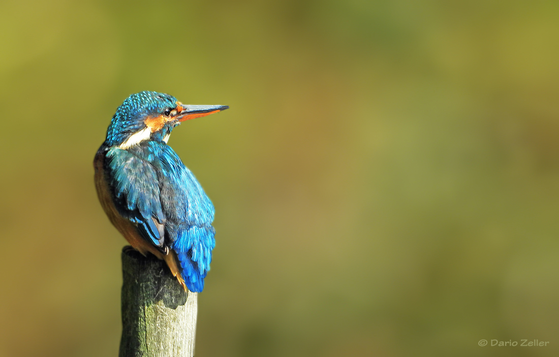 Eisvogel