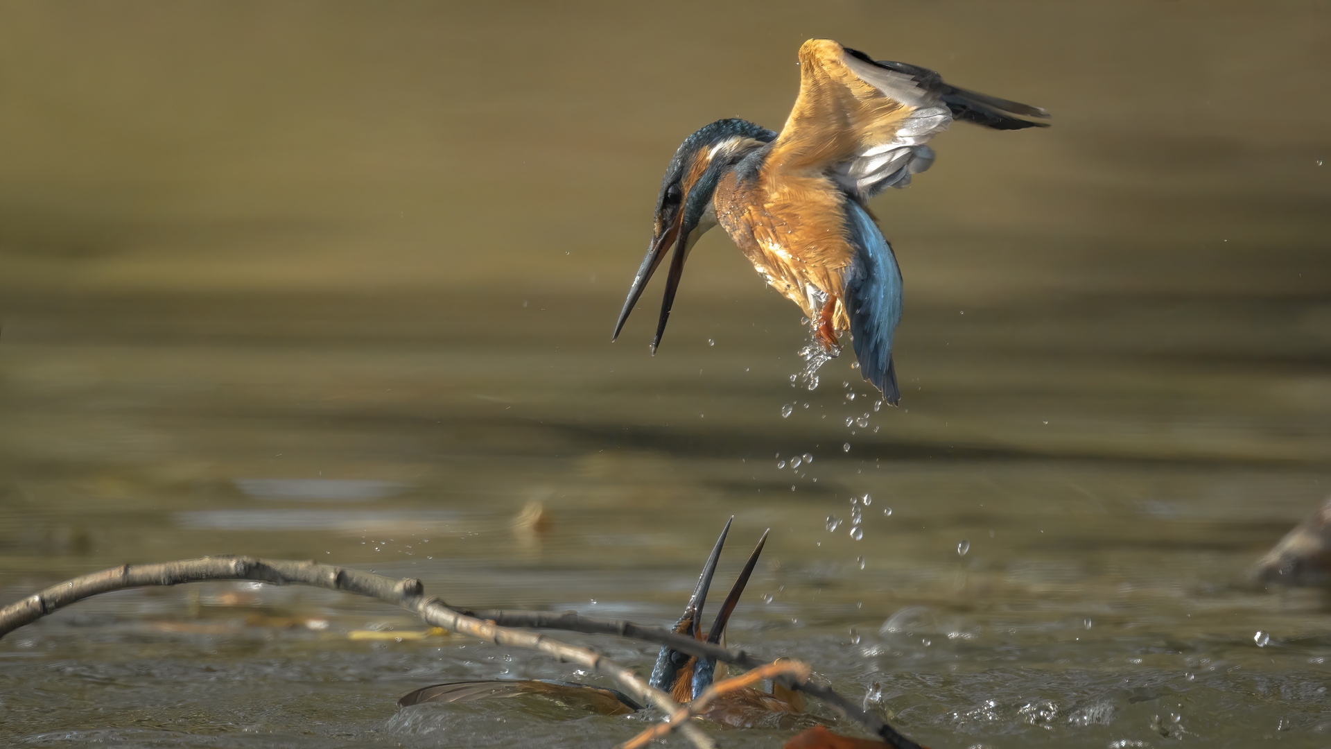 Eisvogel