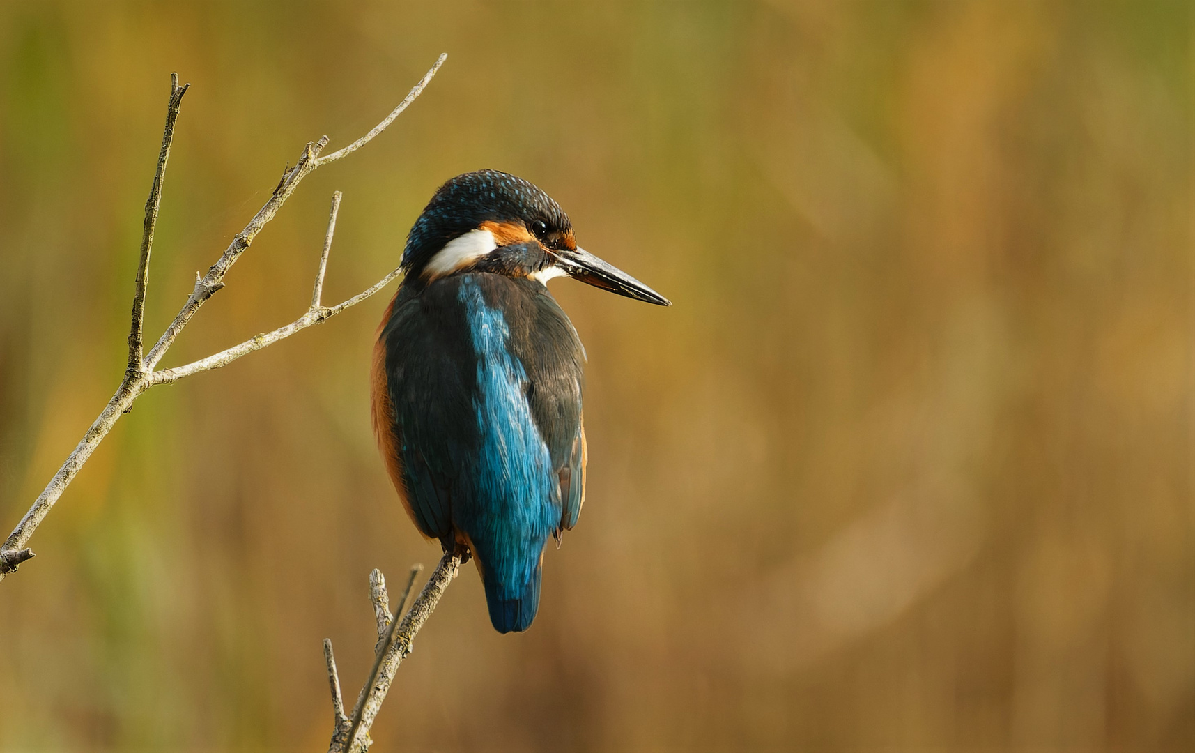 Eisvogel