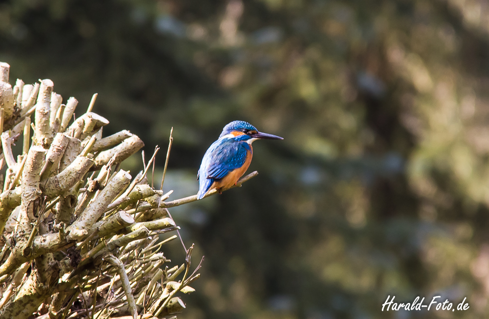 Eisvogel